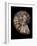 Ammonite-Gavin Kingcome-Framed Photographic Print