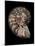 Ammonite-Gavin Kingcome-Mounted Photographic Print