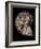 Ammonite-Gavin Kingcome-Framed Photographic Print