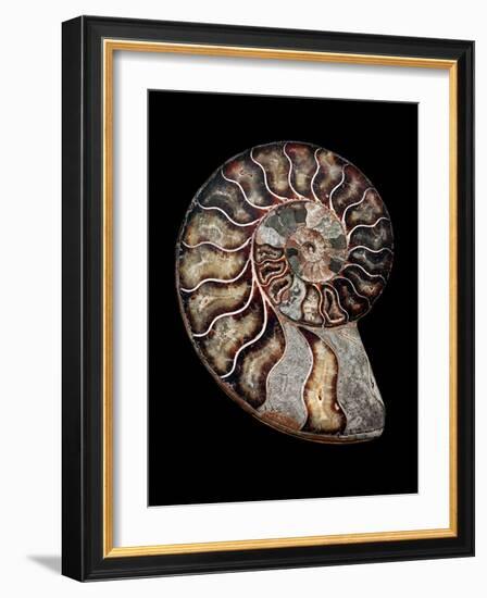 Ammonite-Gavin Kingcome-Framed Photographic Print