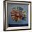 Ammonite,-Lee Campbell-Framed Giclee Print