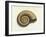 Ammonite-null-Framed Giclee Print