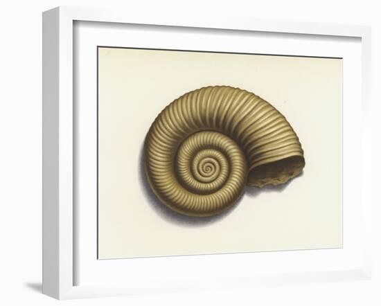 Ammonite-null-Framed Giclee Print