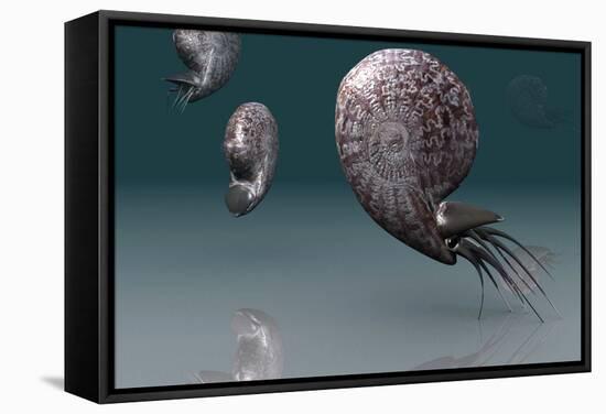 Ammonites-Christian Darkin-Framed Premier Image Canvas