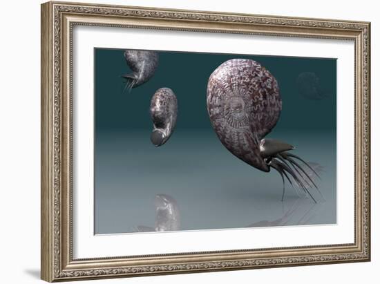 Ammonites-Christian Darkin-Framed Photographic Print