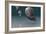 Ammonites-Christian Darkin-Framed Photographic Print