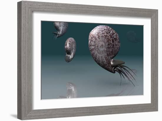 Ammonites-Christian Darkin-Framed Photographic Print