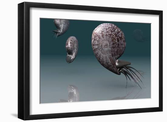 Ammonites-Christian Darkin-Framed Photographic Print