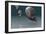 Ammonites-Christian Darkin-Framed Photographic Print