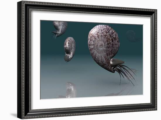 Ammonites-Christian Darkin-Framed Photographic Print
