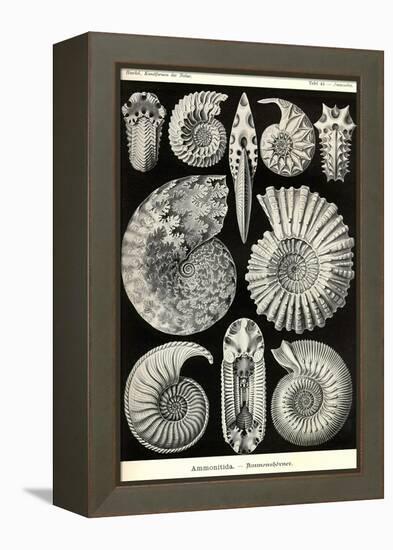 Ammonites-Ernst Haeckel-Framed Stretched Canvas