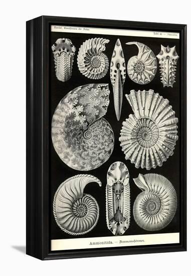 Ammonites-Ernst Haeckel-Framed Stretched Canvas