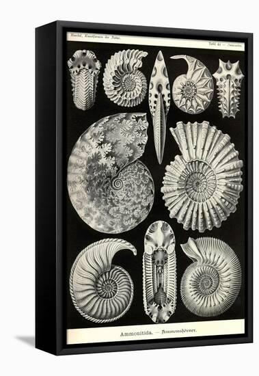 Ammonites-Ernst Haeckel-Framed Stretched Canvas