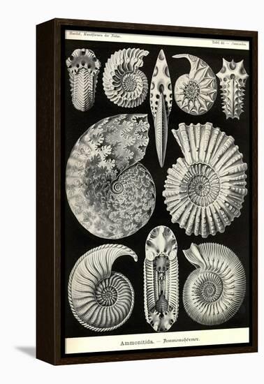 Ammonites-Ernst Haeckel-Framed Stretched Canvas