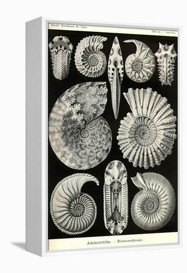 Ammonites-Ernst Haeckel-Framed Stretched Canvas