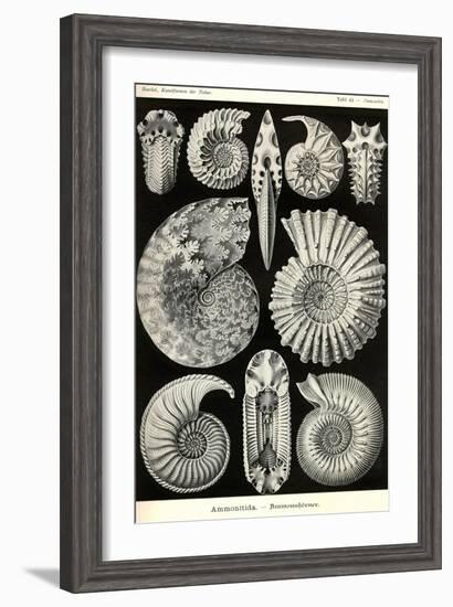 Ammonites-Ernst Haeckel-Framed Art Print