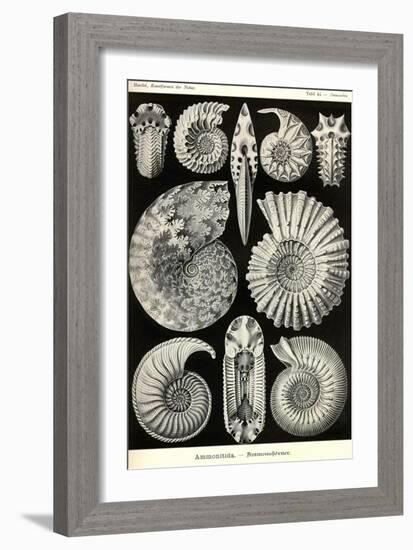 Ammonites-Ernst Haeckel-Framed Art Print