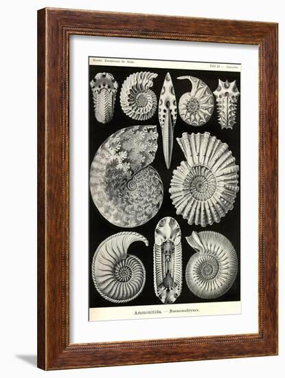 Ammonites-Ernst Haeckel-Framed Art Print