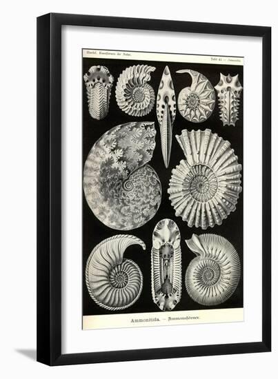 Ammonites-Ernst Haeckel-Framed Art Print