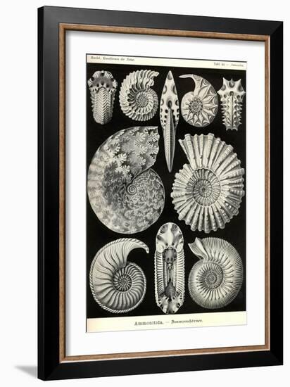 Ammonites-Ernst Haeckel-Framed Art Print