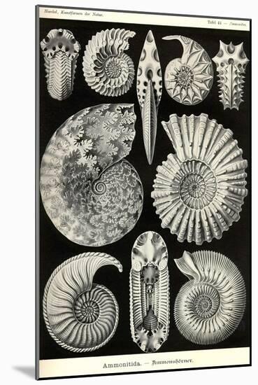 Ammonites-Ernst Haeckel-Mounted Art Print
