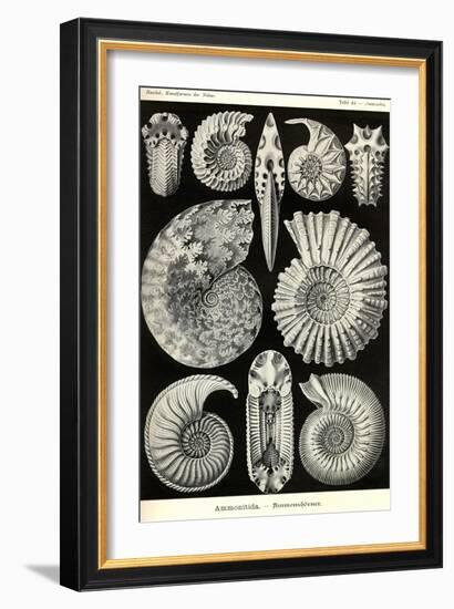 Ammonites-Ernst Haeckel-Framed Art Print