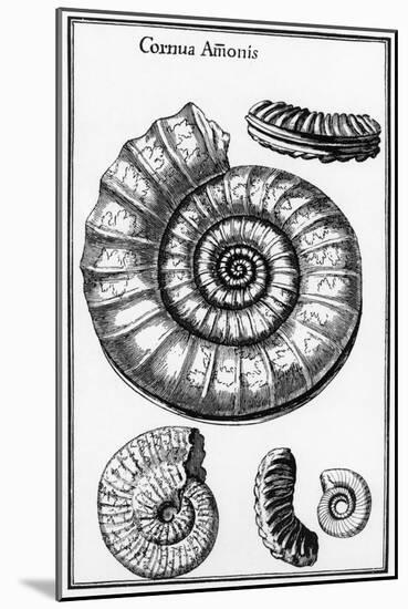 Ammonites-null-Mounted Art Print