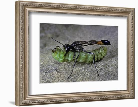 Ammophila Sabulosa (Red-Banded Sand Wasp) - Carrying His Prey-Paul Starosta-Framed Photographic Print