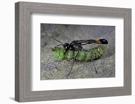 Ammophila Sabulosa (Red-Banded Sand Wasp) - Carrying His Prey-Paul Starosta-Framed Photographic Print