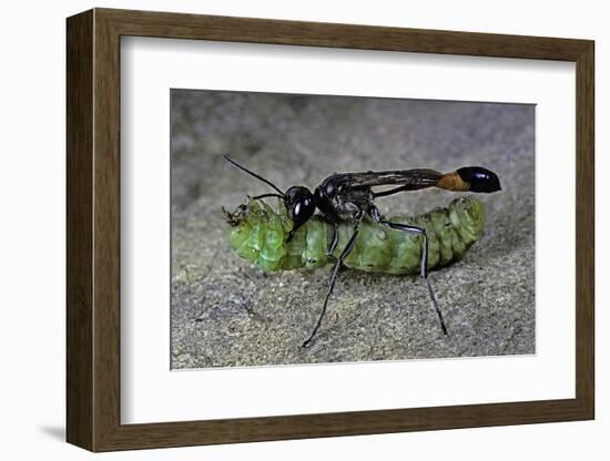 Ammophila Sabulosa (Red-Banded Sand Wasp) - Carrying His Prey-Paul Starosta-Framed Photographic Print