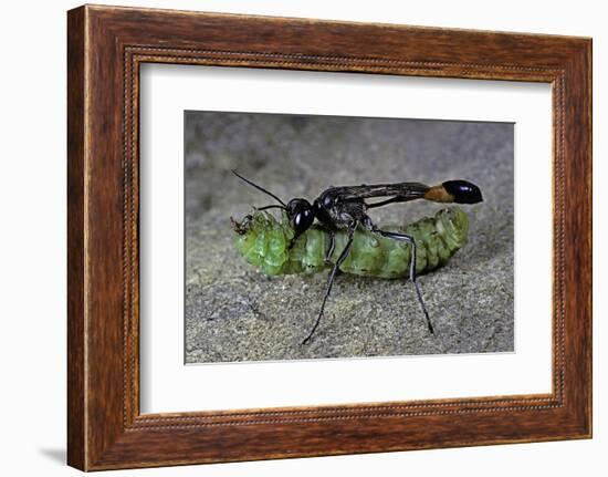 Ammophila Sabulosa (Red-Banded Sand Wasp) - Carrying His Prey-Paul Starosta-Framed Photographic Print