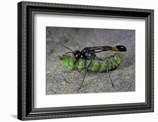 Ammophila Sabulosa (Red-Banded Sand Wasp) - Carrying His Prey-Paul Starosta-Framed Photographic Print