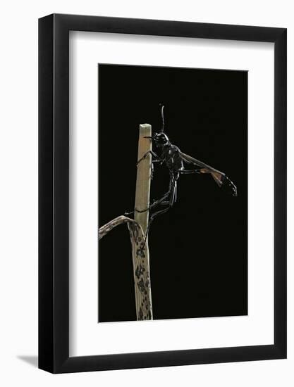 Ammophila Sabulosa (Red-Banded Sand Wasp)-Paul Starosta-Framed Photographic Print