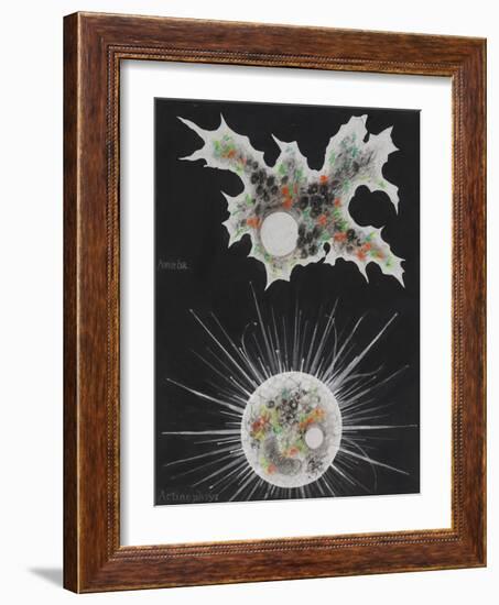 Amoeba-Philip Henry Gosse-Framed Giclee Print