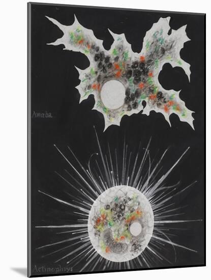 Amoeba-Philip Henry Gosse-Mounted Giclee Print