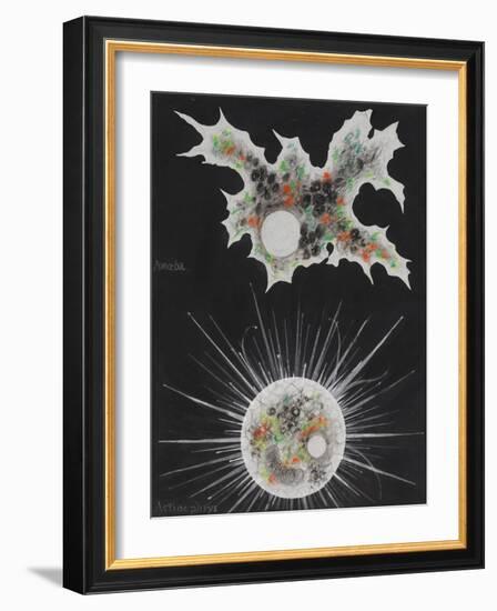 Amoeba-Philip Henry Gosse-Framed Giclee Print