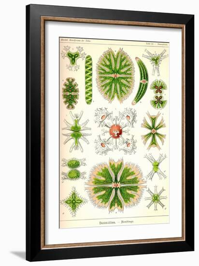 Amoebas-Ernst Haeckel-Framed Art Print