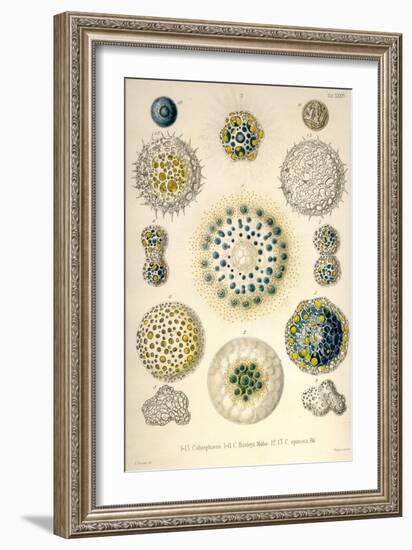 Amoeboid Protozoans-Ernst Haeckel-Framed Art Print