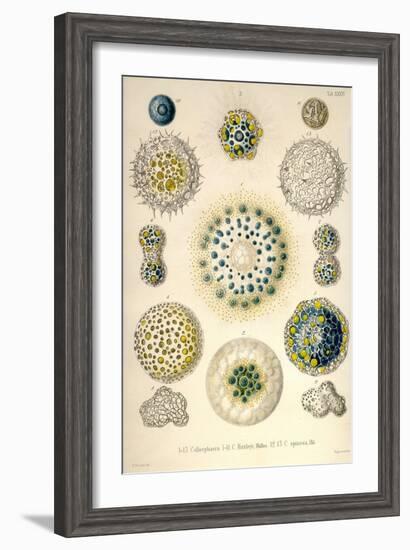 Amoeboid Protozoans-Ernst Haeckel-Framed Art Print