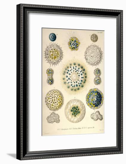 Amoeboid Protozoans-Ernst Haeckel-Framed Art Print