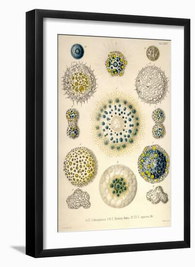 Amoeboid Protozoans-Ernst Haeckel-Framed Art Print