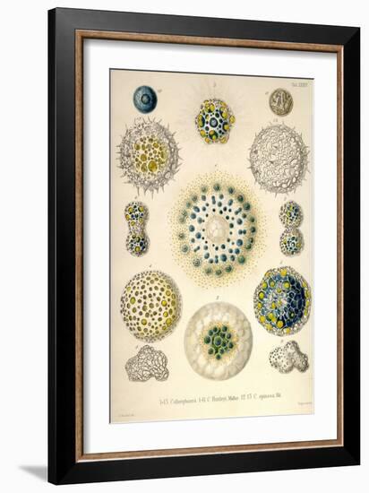 Amoeboid Protozoans-Ernst Haeckel-Framed Art Print