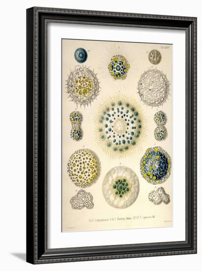 Amoeboid Protozoans-Ernst Haeckel-Framed Art Print