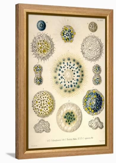 Amoeboid Protozoans-Ernst Haeckel-Framed Stretched Canvas