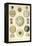 Amoeboid Protozoans-Ernst Haeckel-Framed Stretched Canvas