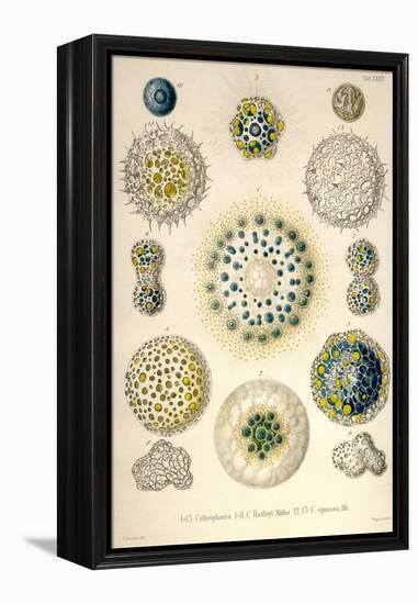 Amoeboid Protozoans-Ernst Haeckel-Framed Stretched Canvas
