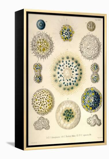 Amoeboid Protozoans-Ernst Haeckel-Framed Stretched Canvas