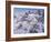 Among the Clouds - Mtn. Goat-Jeff Tift-Framed Giclee Print