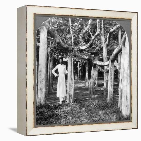 Among the Roots of a Banyan Tree, Calcutta, India, 1900s-Underwood & Underwood-Framed Premier Image Canvas