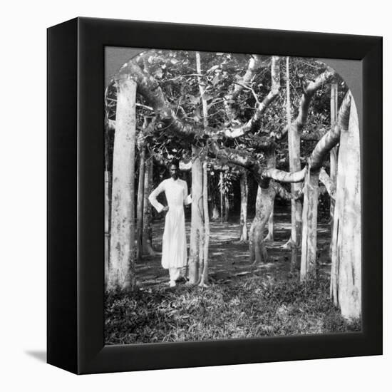 Among the Roots of a Banyan Tree, Calcutta, India, 1900s-Underwood & Underwood-Framed Premier Image Canvas